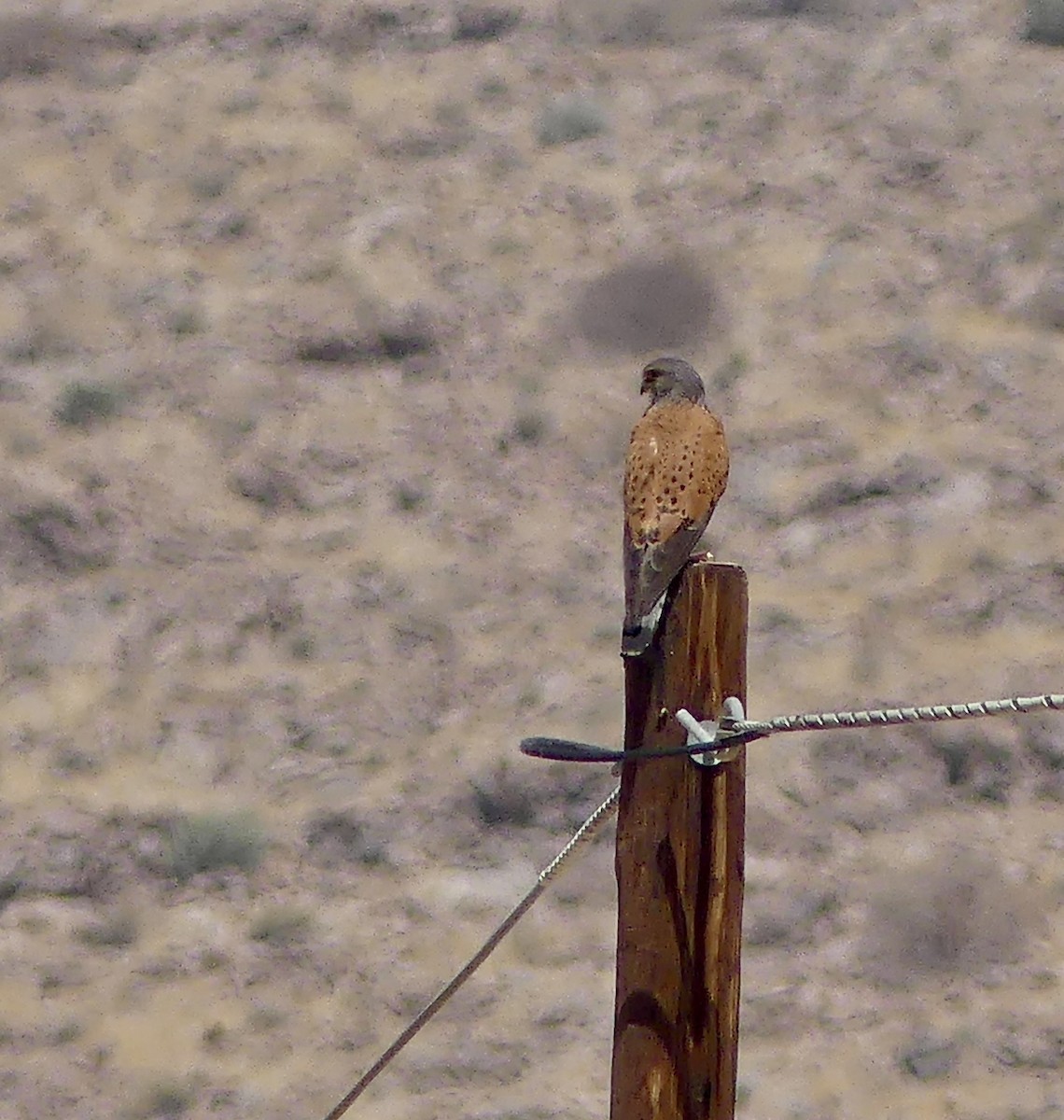 Скальная пустельга - ML646788721