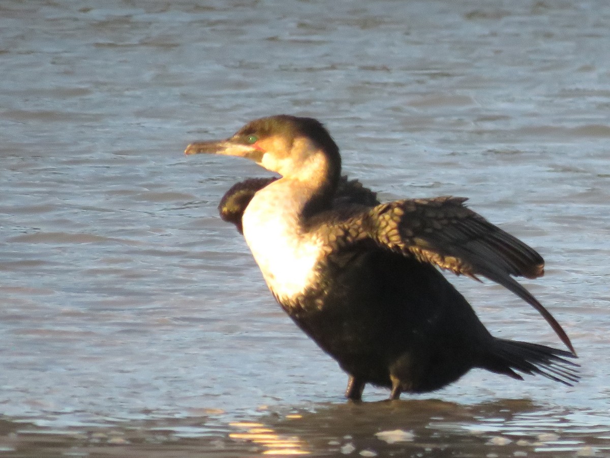Great Cormorant - ML646788722