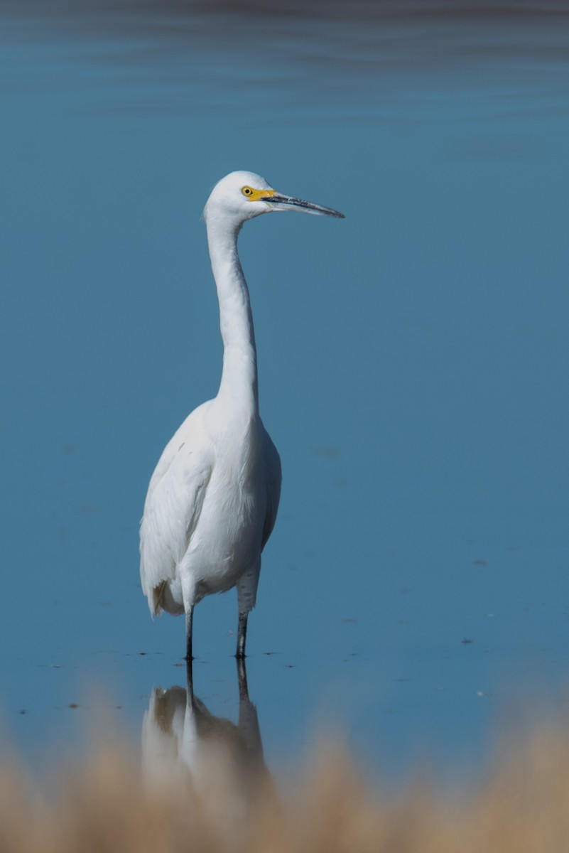 Чепура американська - ML646788723