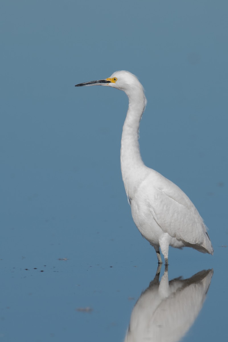 Чепура американська - ML646788724