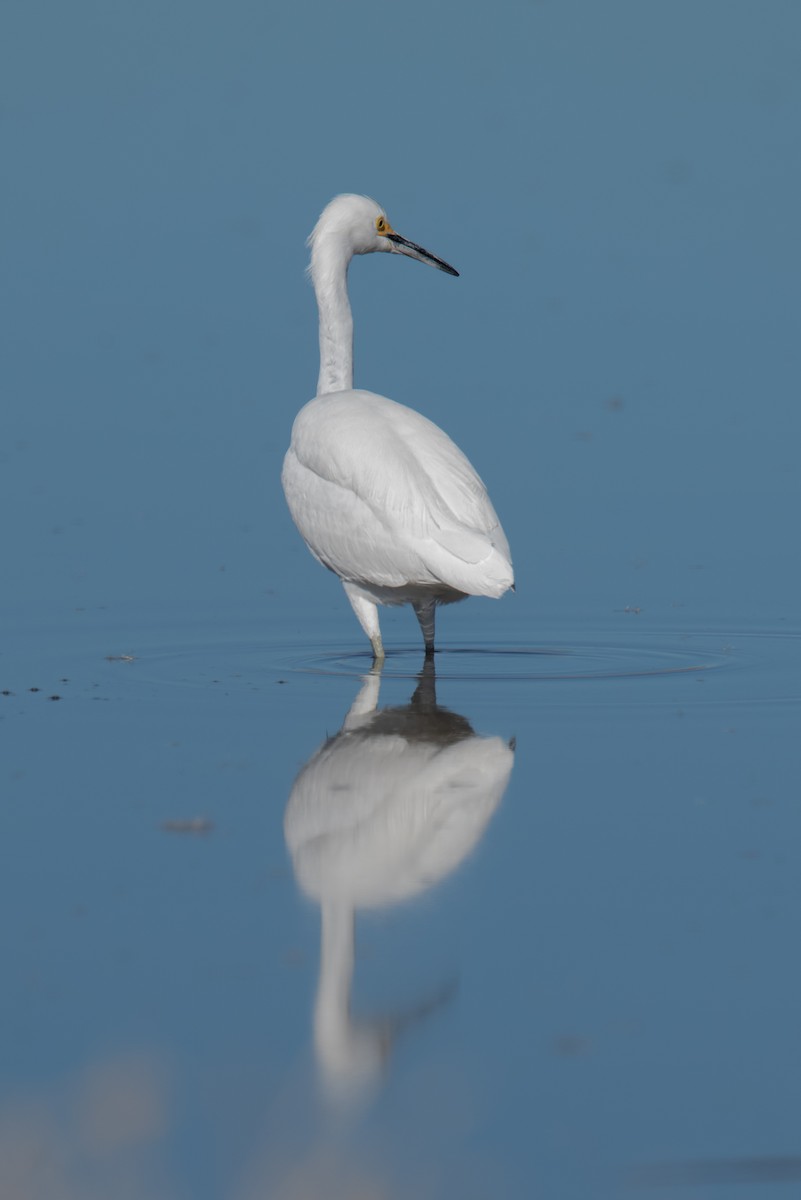 Чепура американська - ML646788725