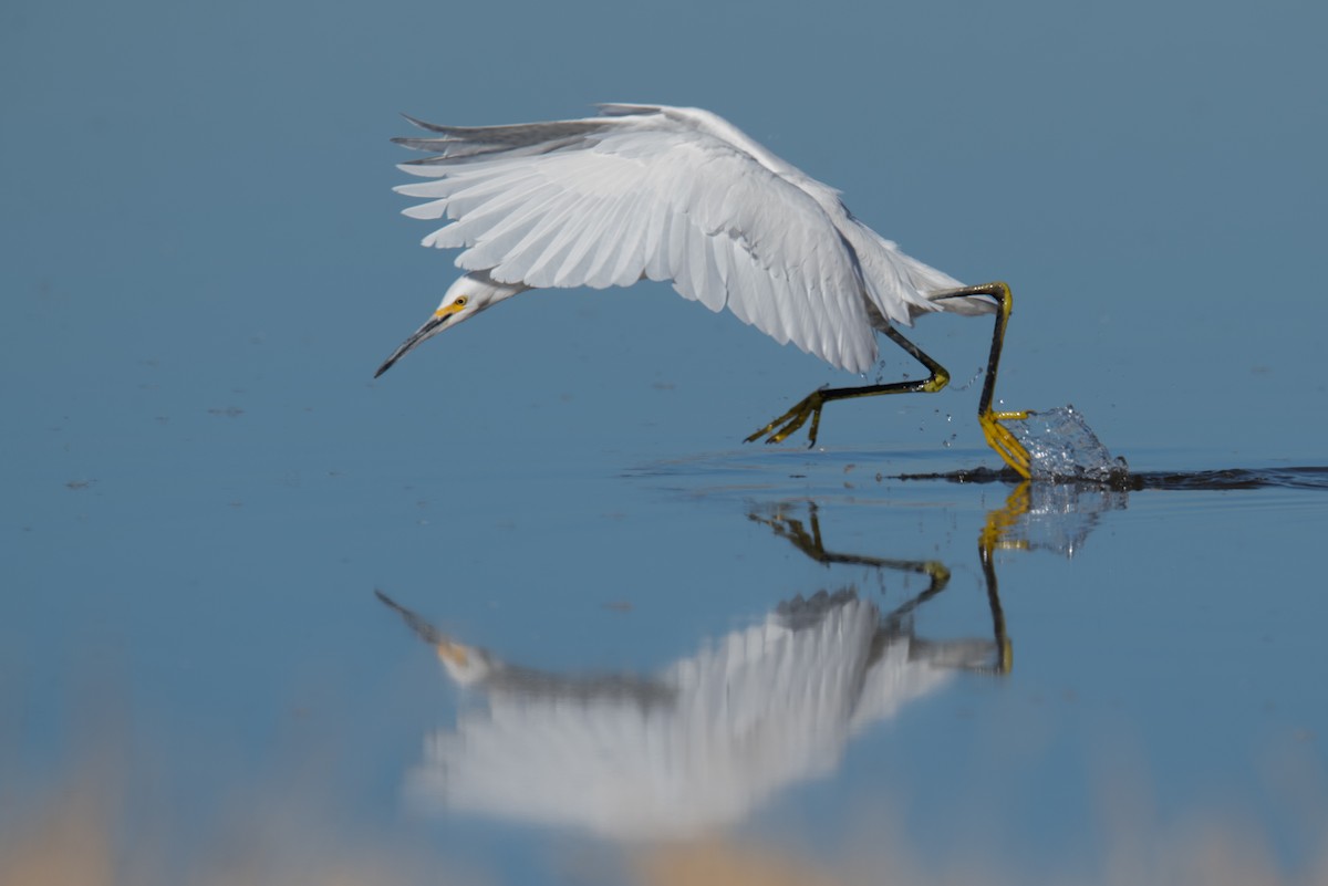 Чепура американська - ML646788726