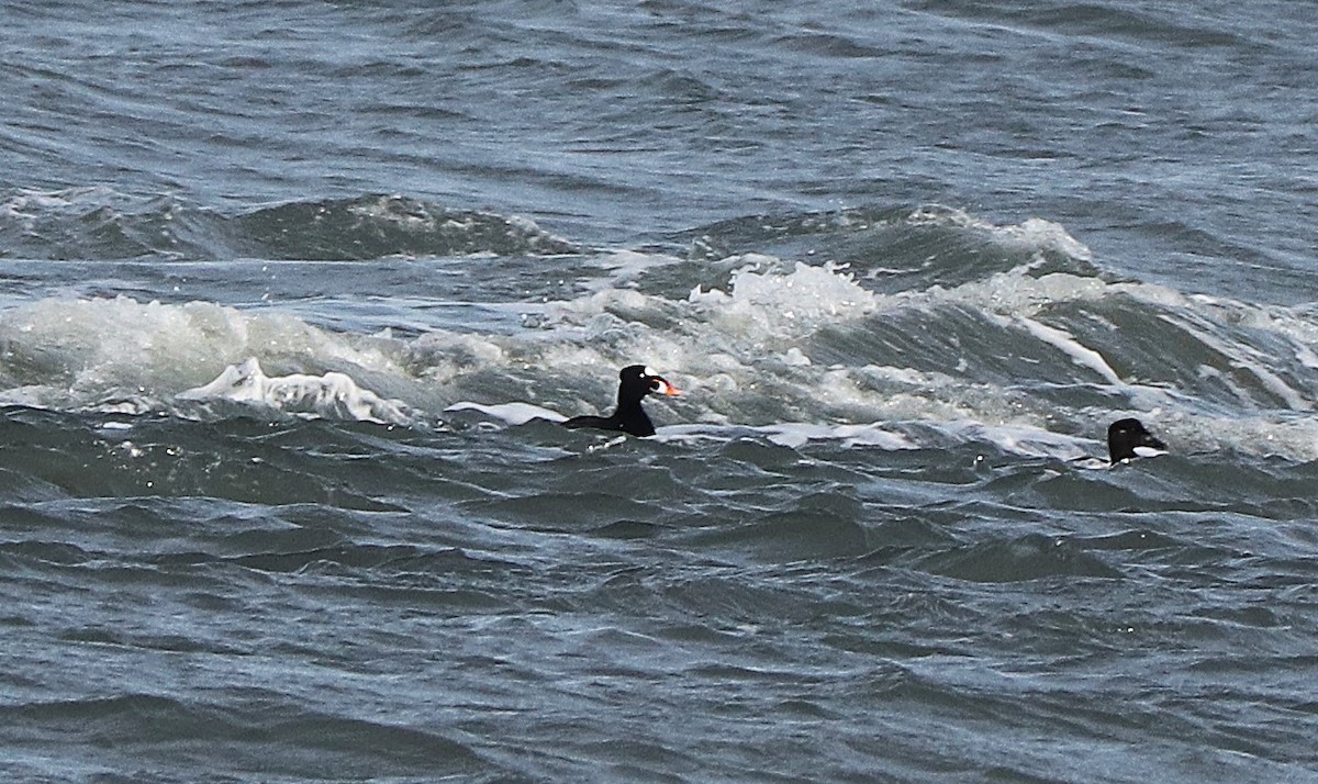 brilleand - ML646788727