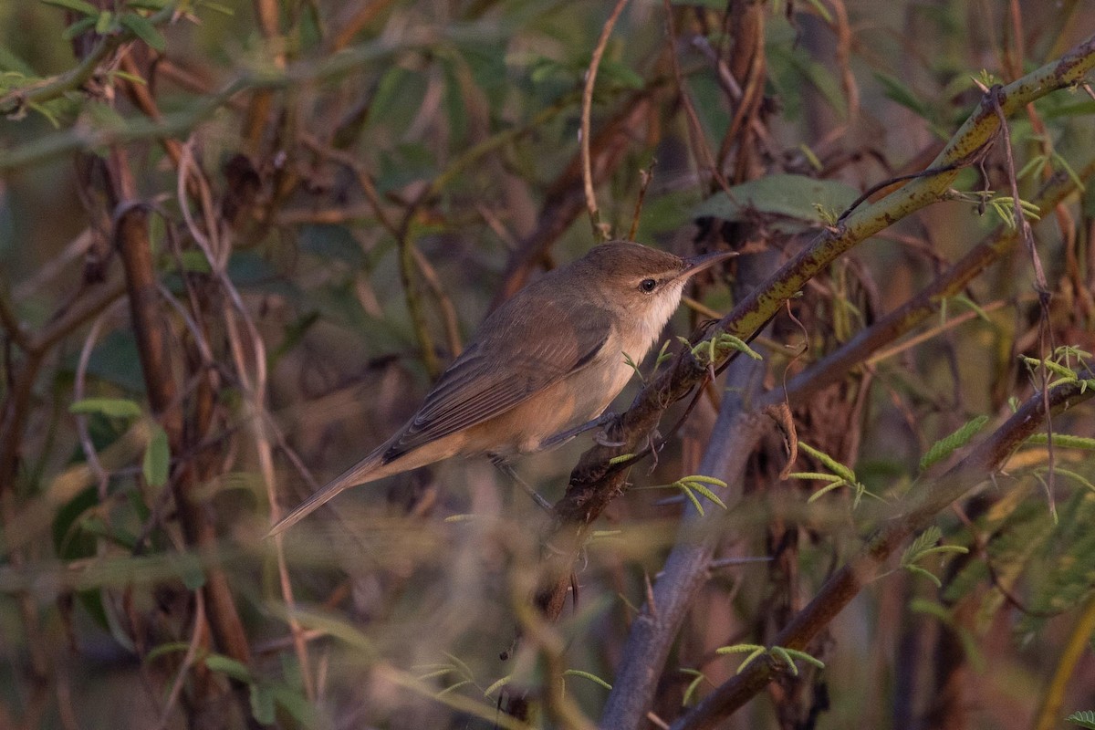 קנית אפריקנית - ML646788728