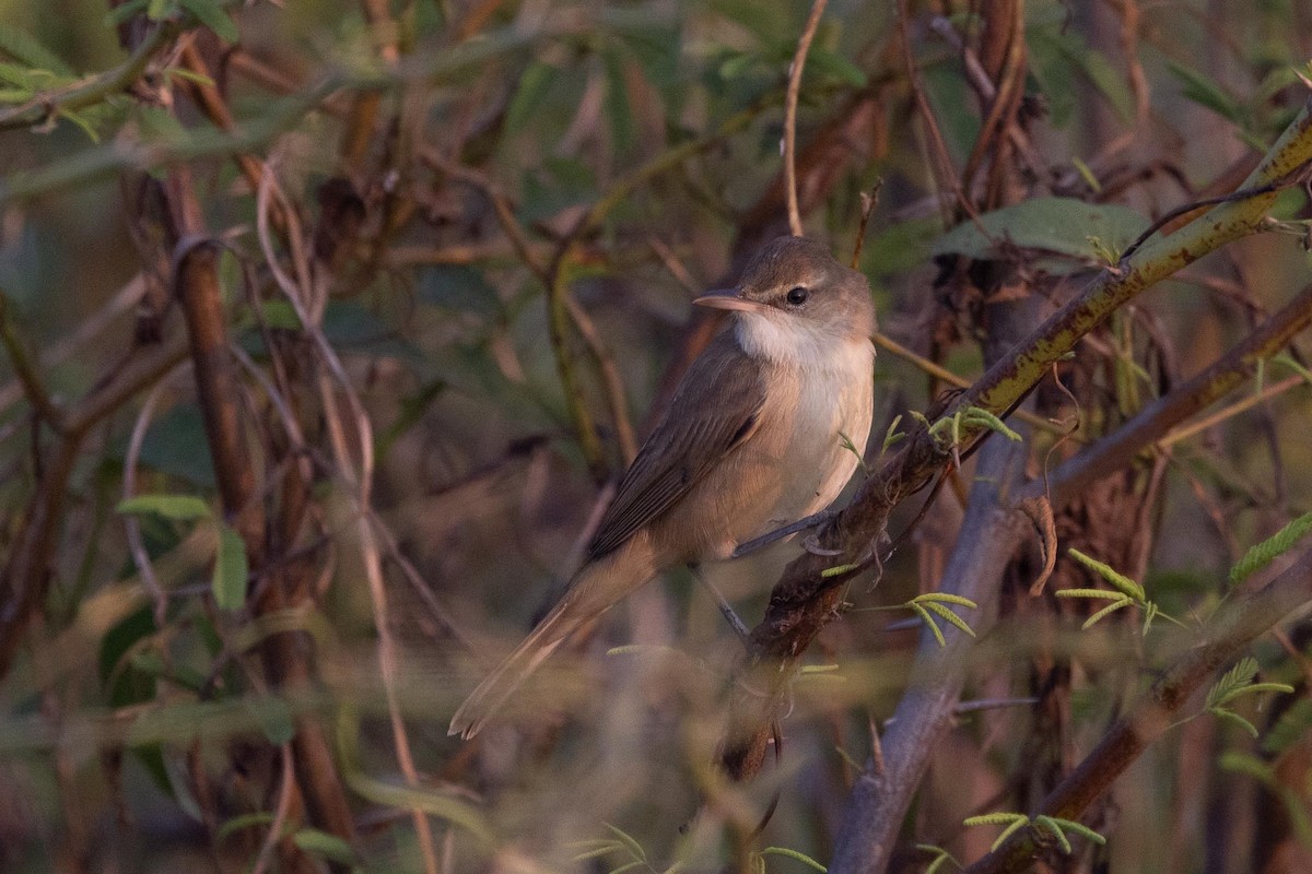 קנית אפריקנית - ML646788729