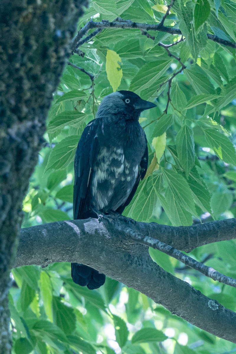 Eurasian Jackdaw - ML646788730