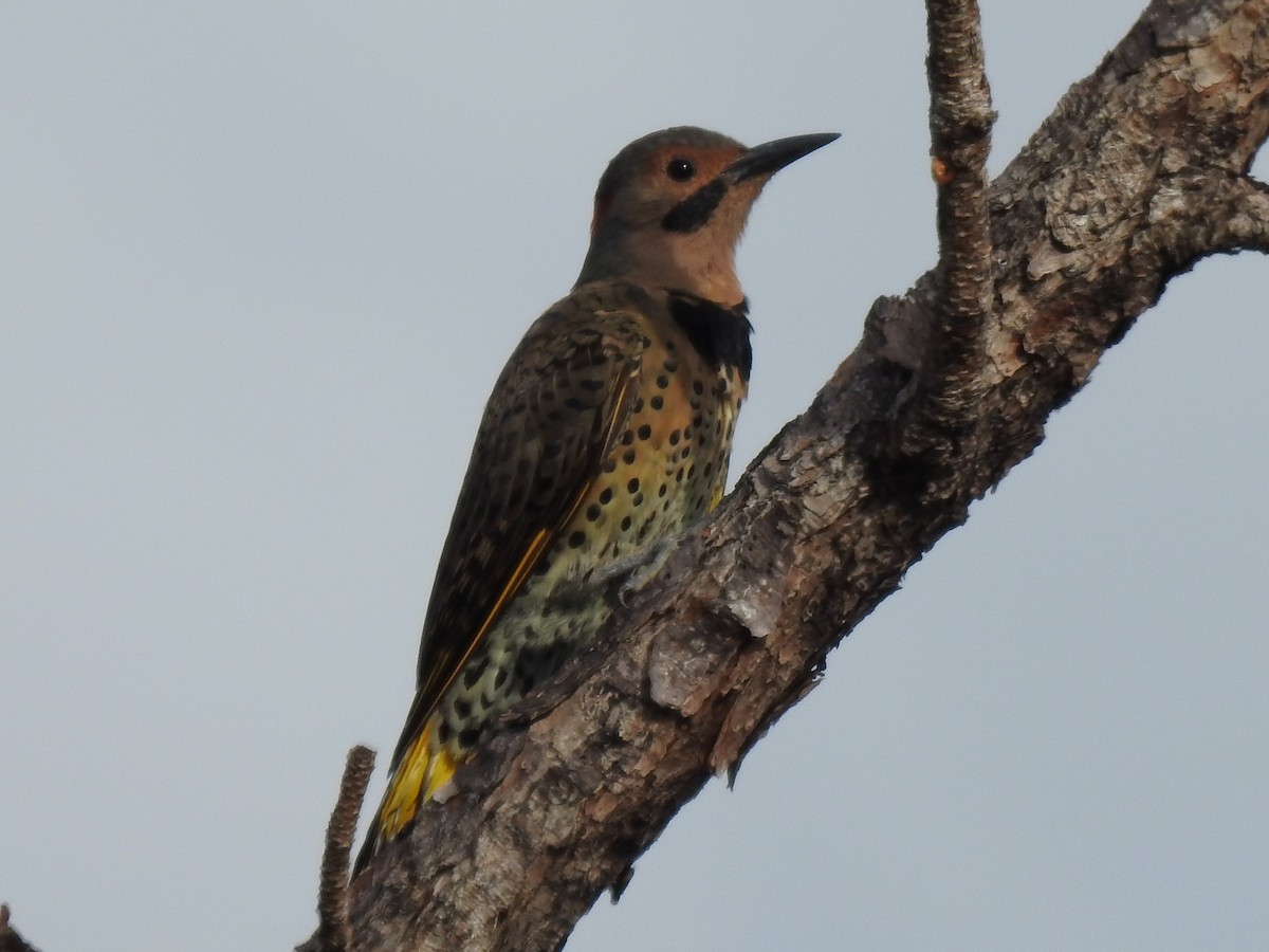 Goldspecht - ML646788732