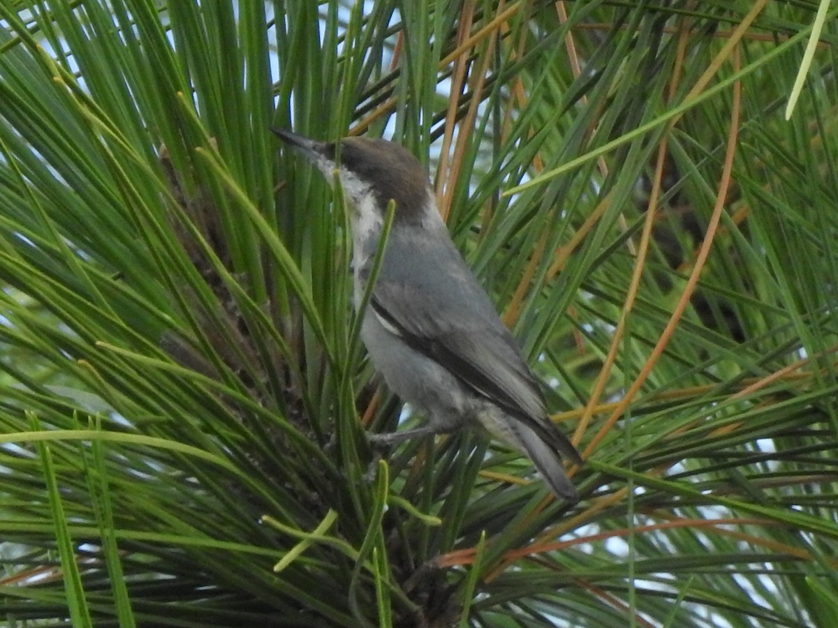 Brown-headed Nuthatch - ML646788737