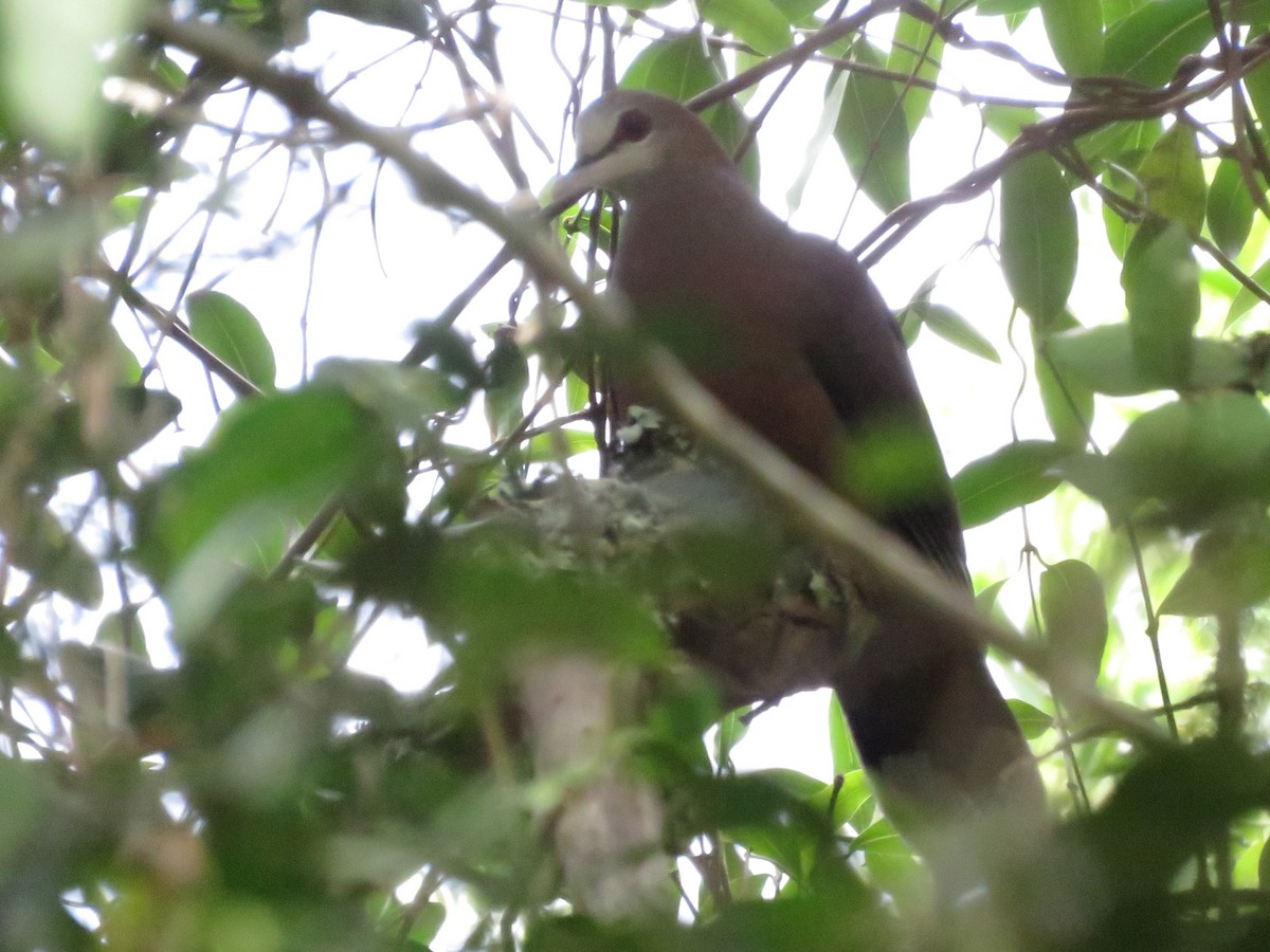 Lemon Dove - ML646788739