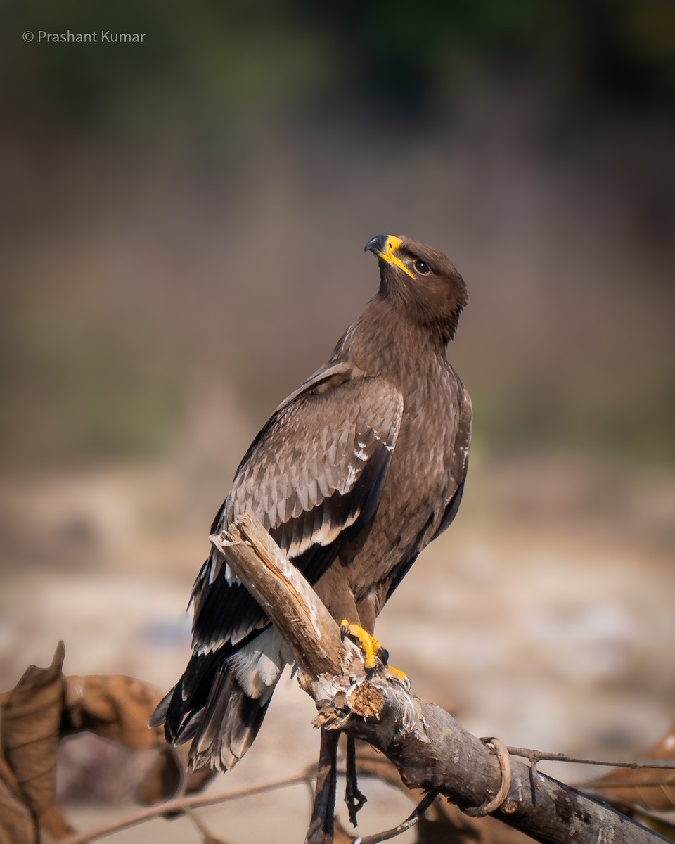 Steppe Eagle - ML646788741