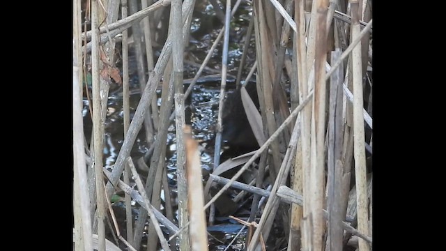 Virginia Rail - ML646788742