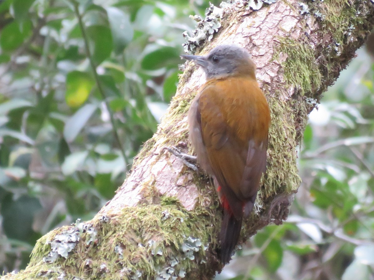 Olive Woodpecker - ML646788743