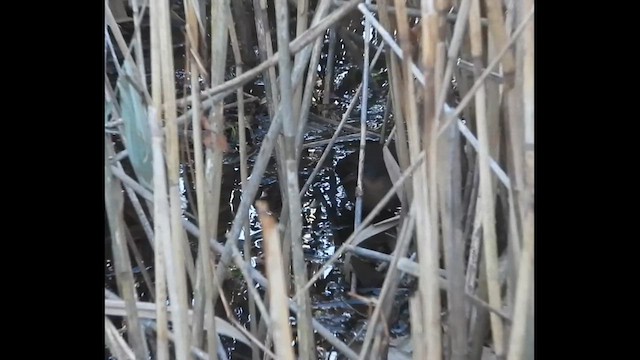 Virginia Rail - ML646788745