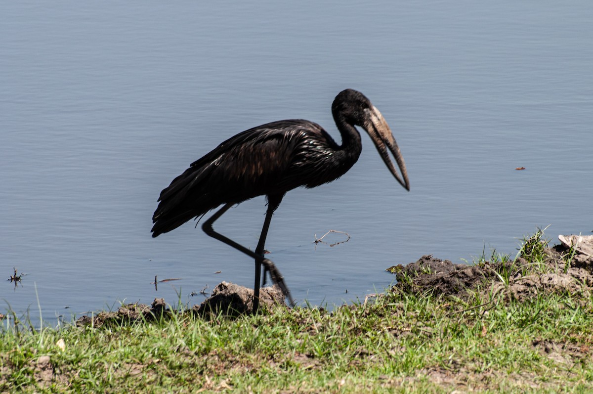 クロスキハシコウ - ML646788747