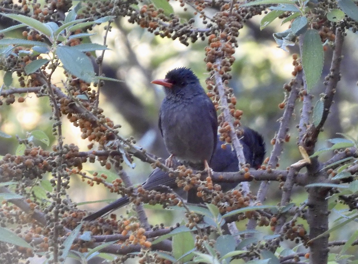 インドクロヒヨドリ - ML646788748