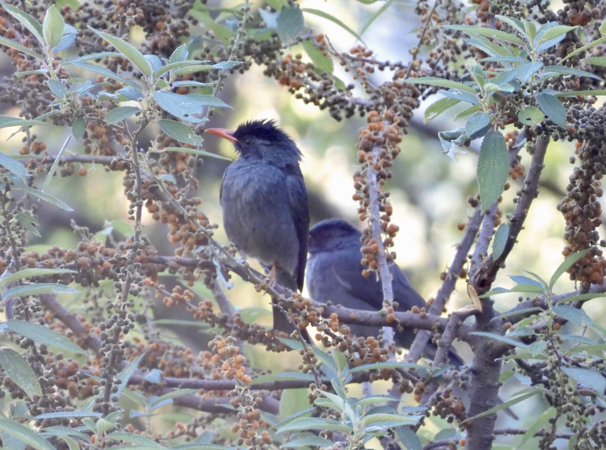 インドクロヒヨドリ - ML646788749