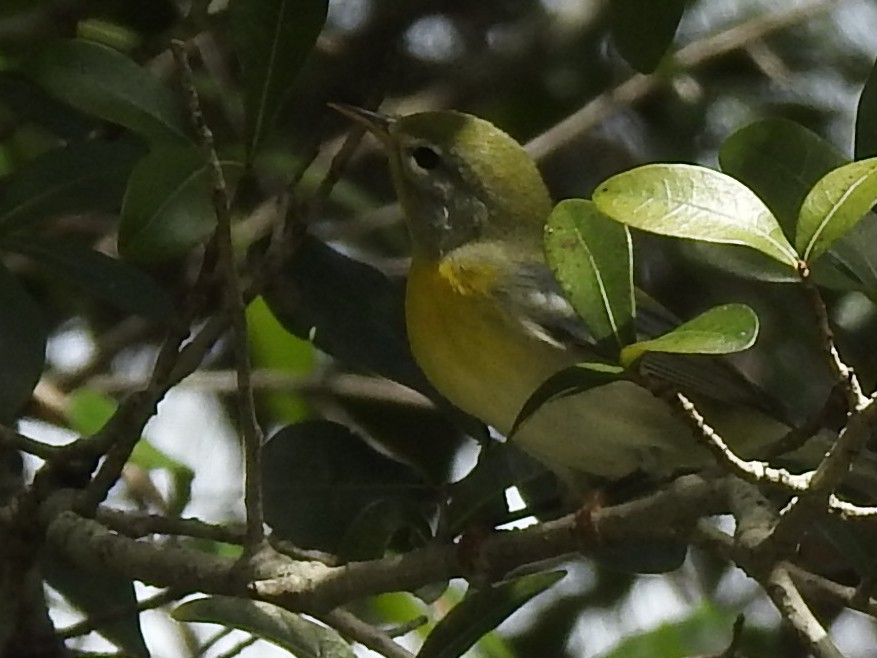 stryparula - ML646788750