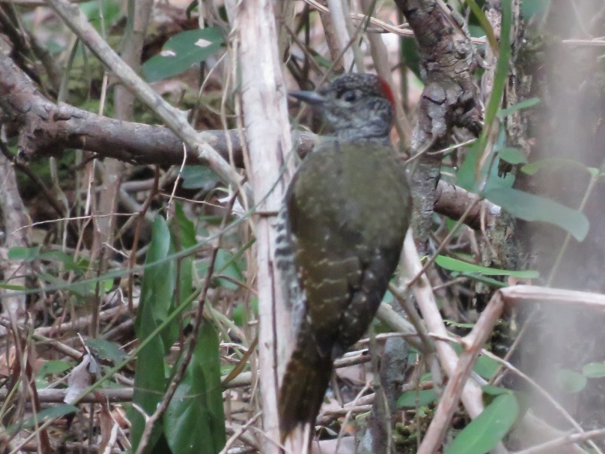 Knysna Woodpecker - ML646788751