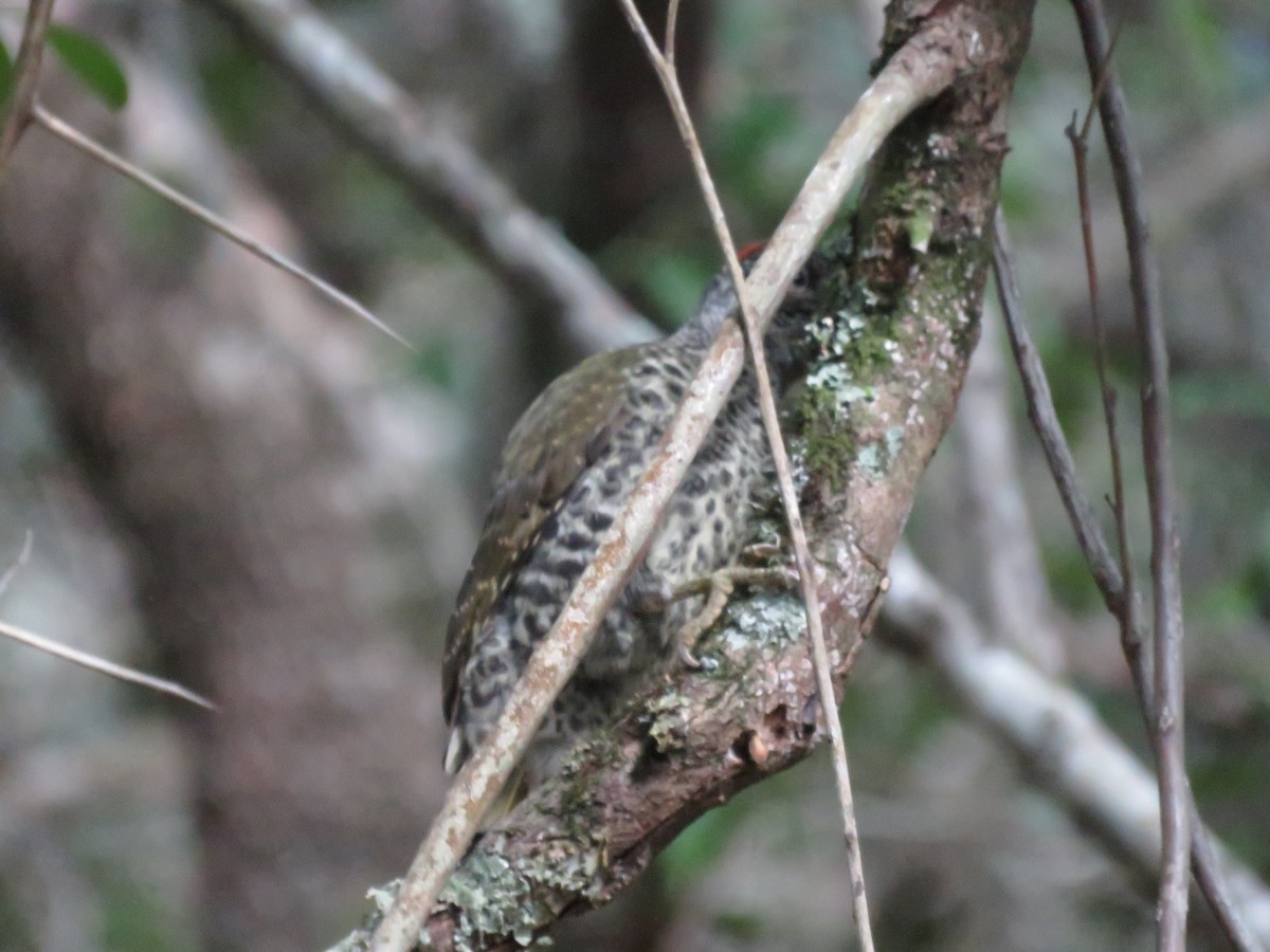 Knysna Woodpecker - ML646788752