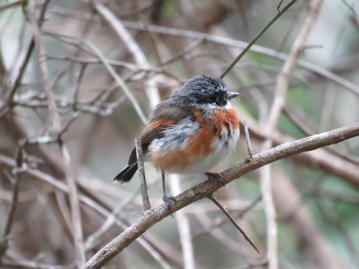 Cape Batis - ML646788753