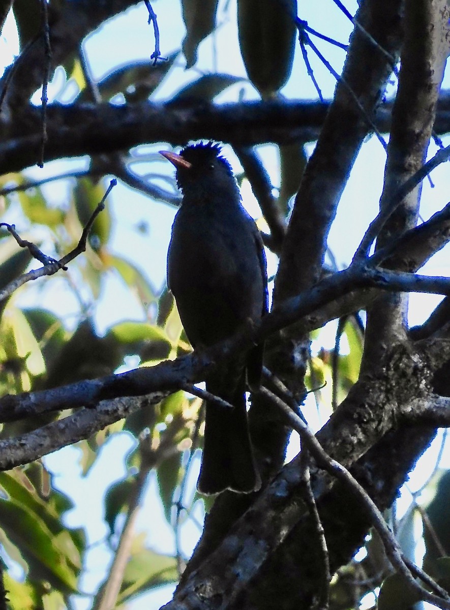 インドクロヒヨドリ - ML646788754