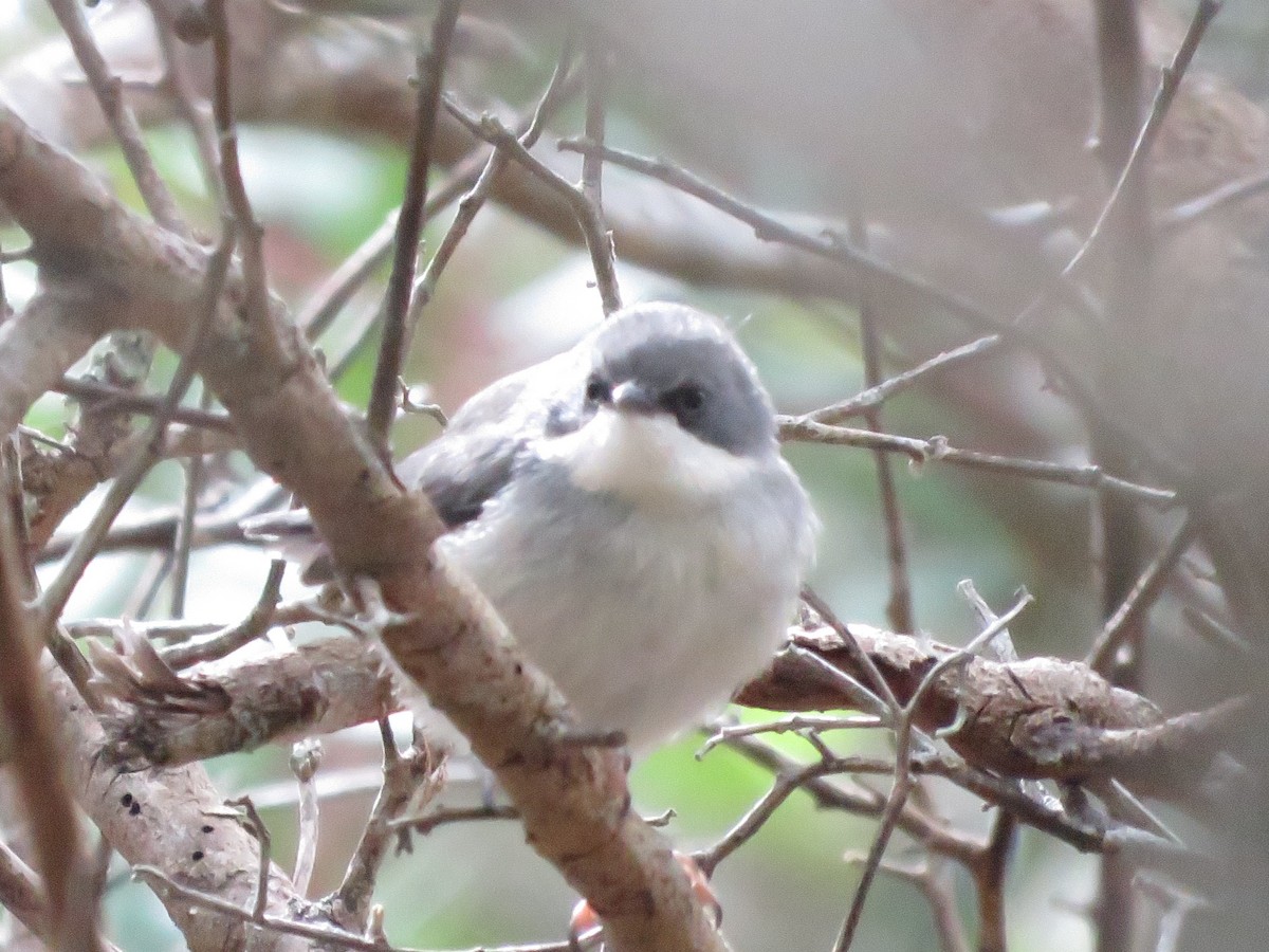 Bar-throated Apalis - ML646788755