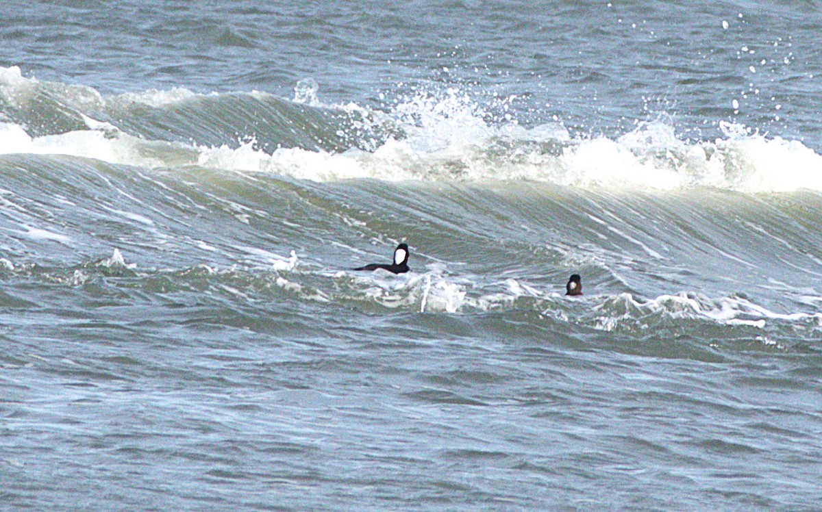 brilleand - ML646788756