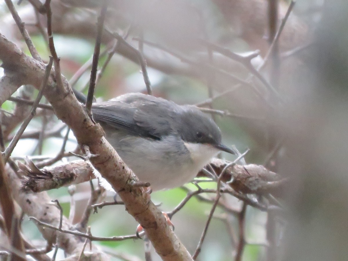 Bar-throated Apalis - ML646788757