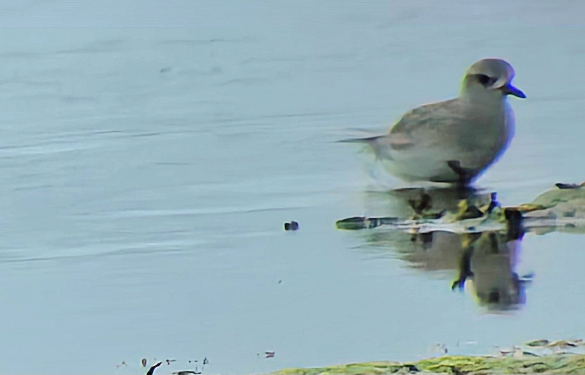 Сивка морська - ML646788763