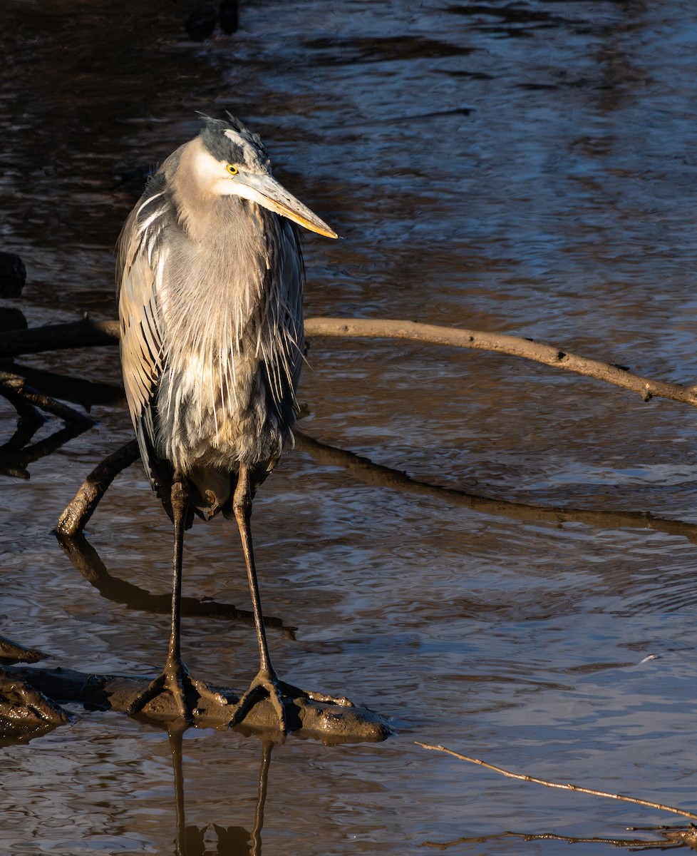 volavka velká - ML646788768