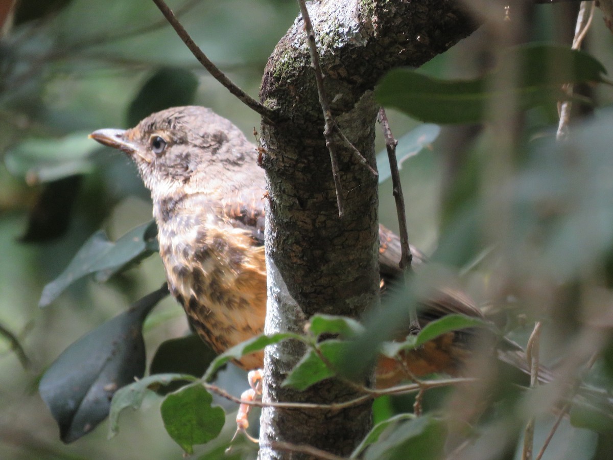 Olive Thrush - ML646788771