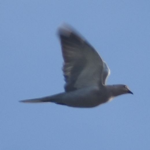 Буулгат хүүрзгэнэ - ML646788772