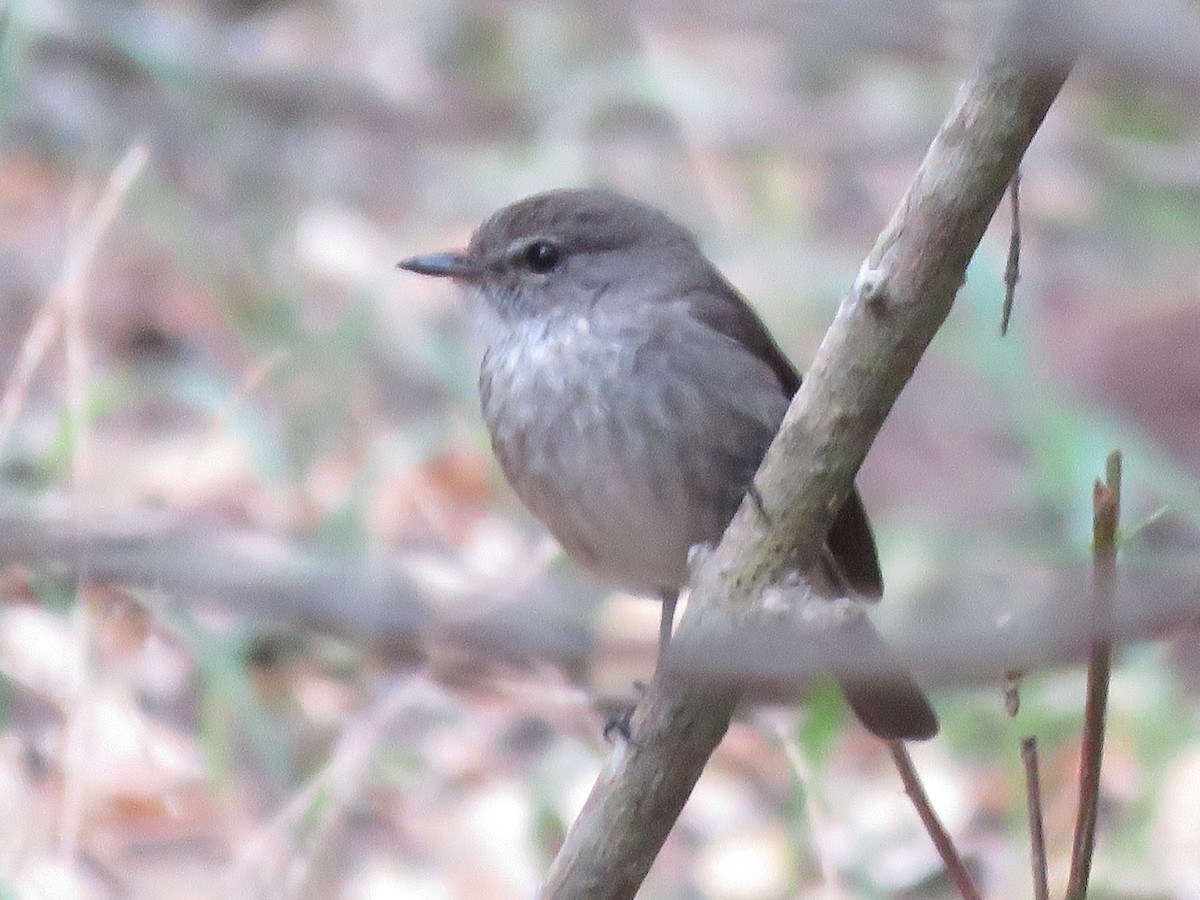 African Dusky Flycatcher - ML646788775