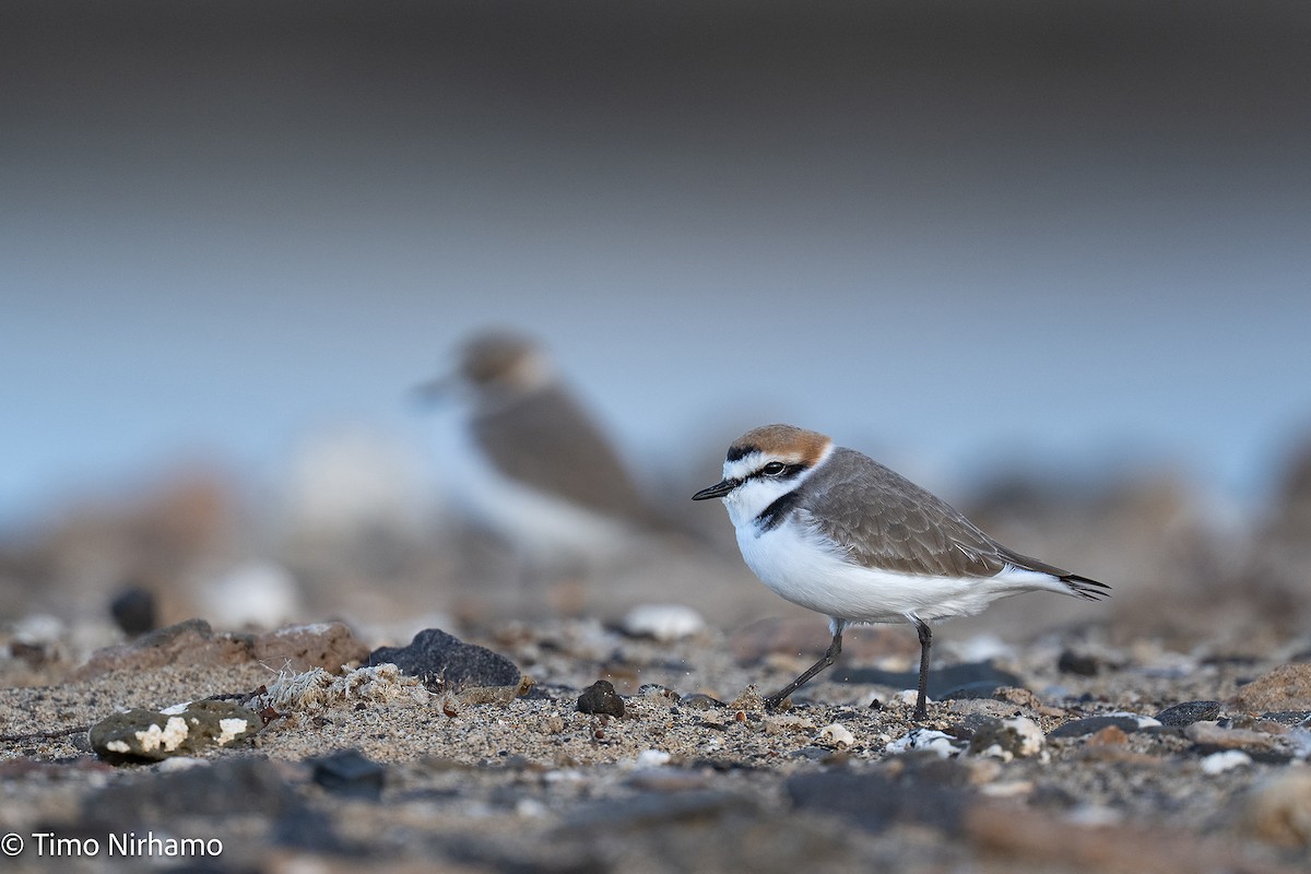 Kentish Plover - ML646788776
