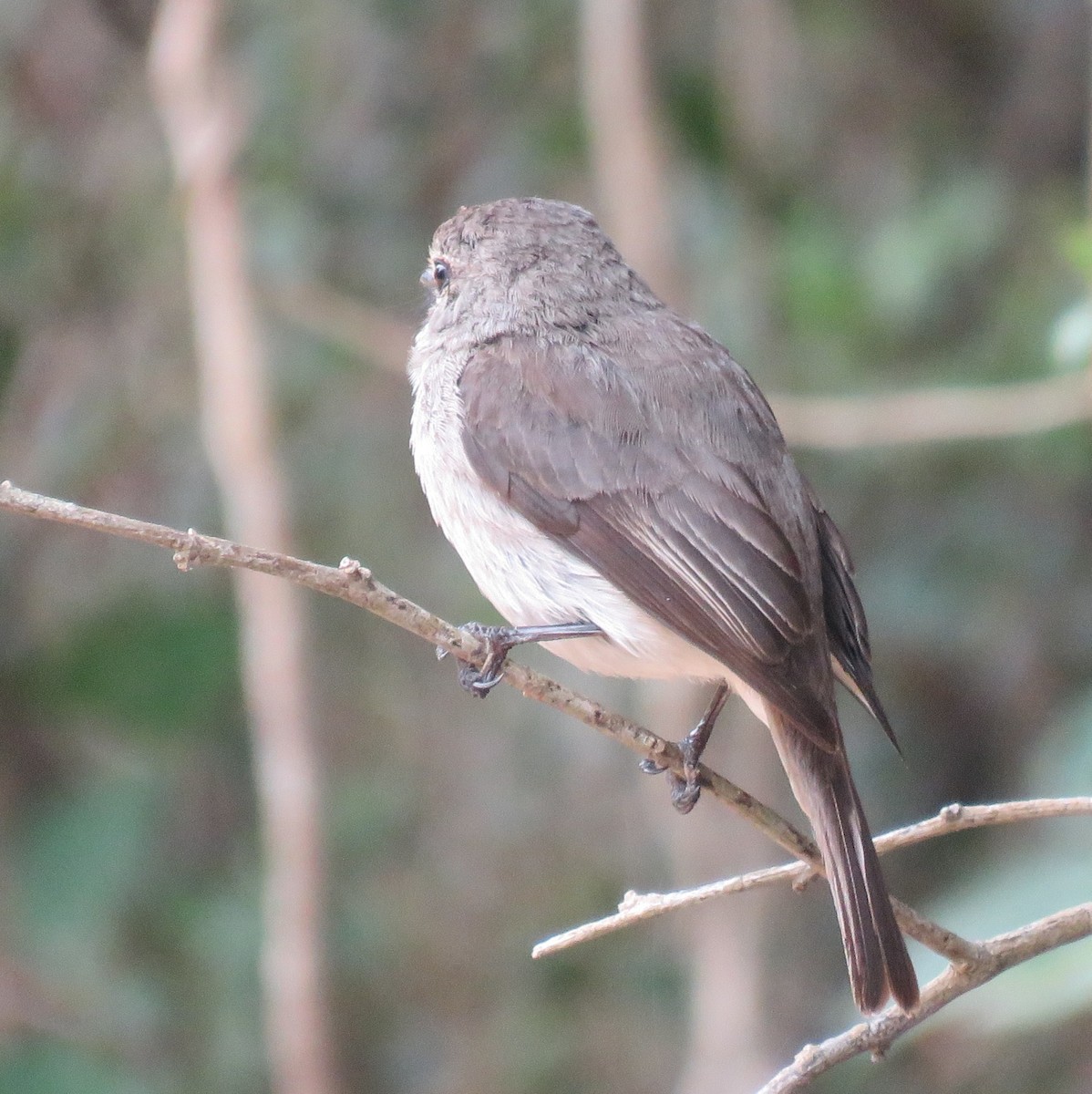 African Dusky Flycatcher - ML646788778