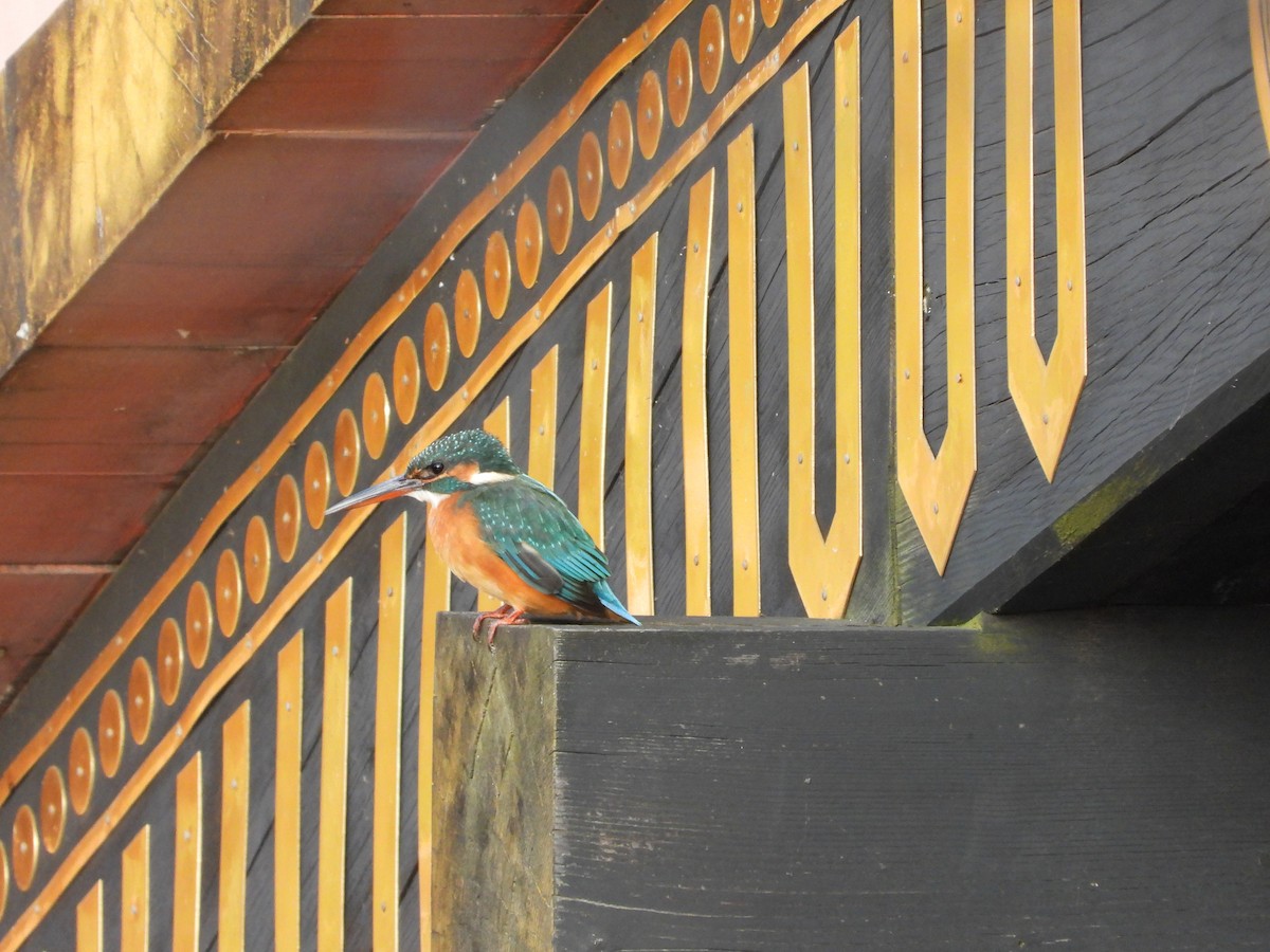 isfugl - ML646788779