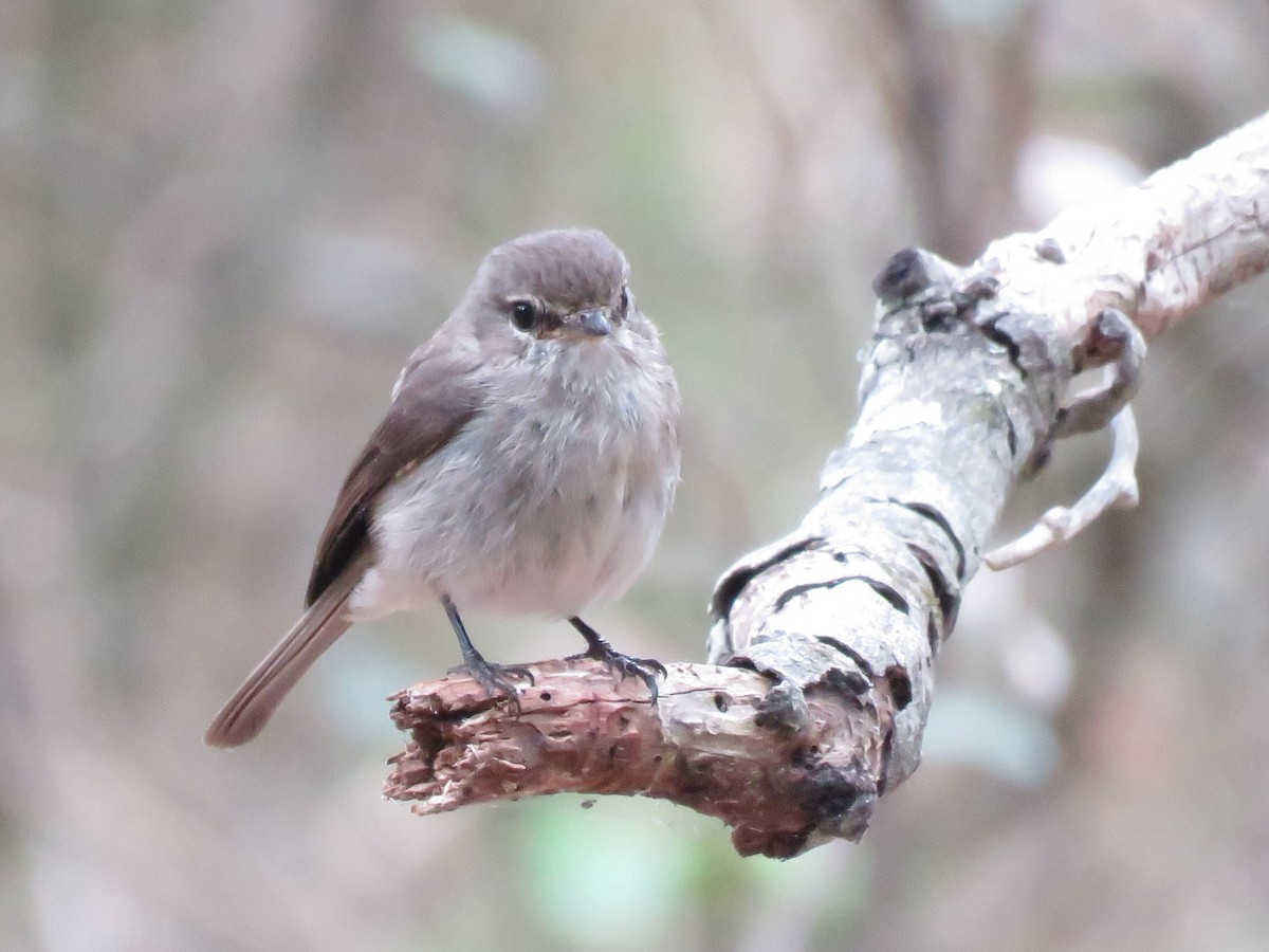 African Dusky Flycatcher - ML646788780