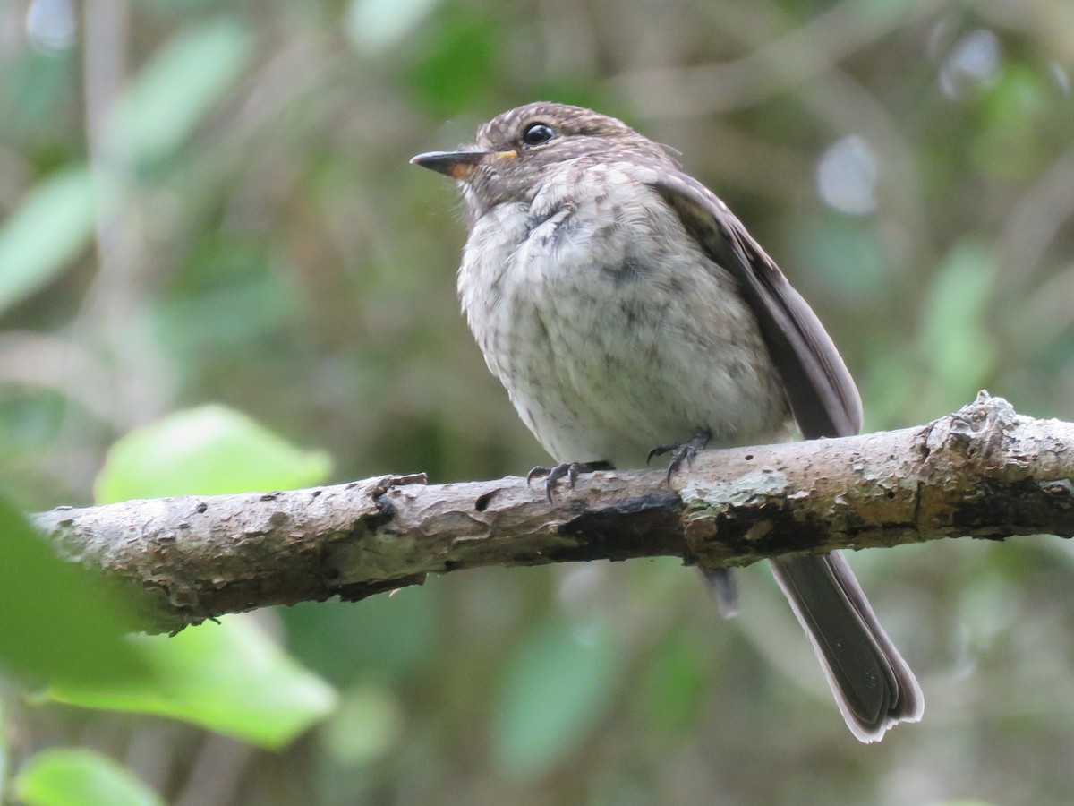 African Dusky Flycatcher - ML646788781