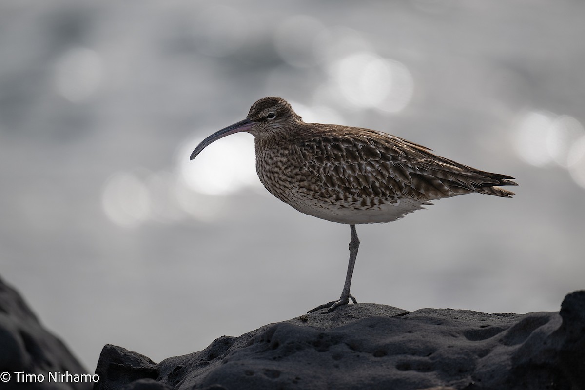 Eurasian Whimbrel - ML646788782