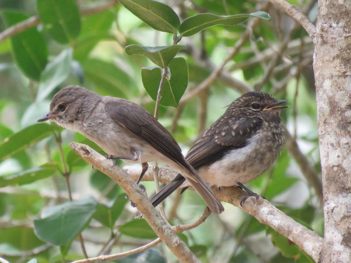 African Dusky Flycatcher - ML646788785