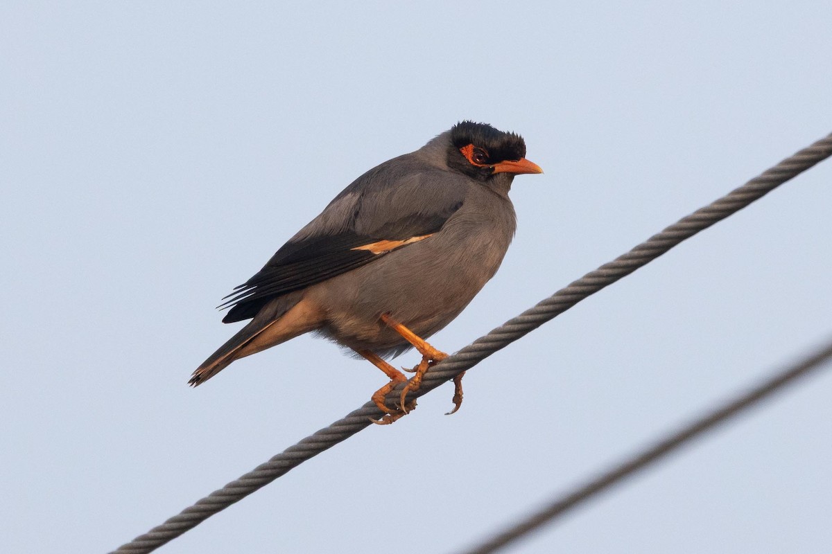 Bank Myna - ML646788786