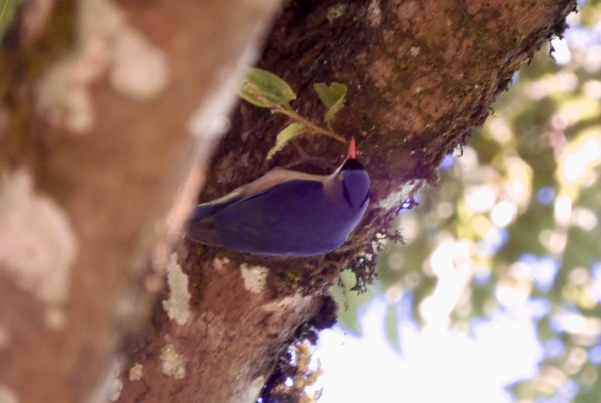 Velvet-fronted Nuthatch - ML646788787
