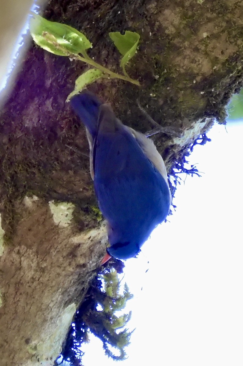 Velvet-fronted Nuthatch - ML646788788