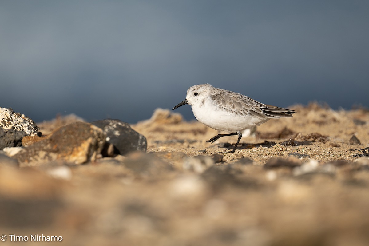 Sanderling - ML646788789