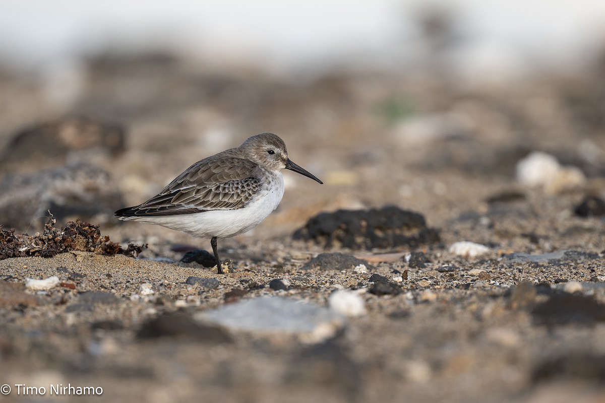 Dunlin - ML646788792