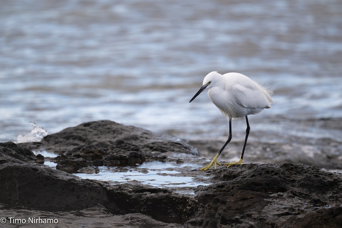 Little Egret - ML646788794