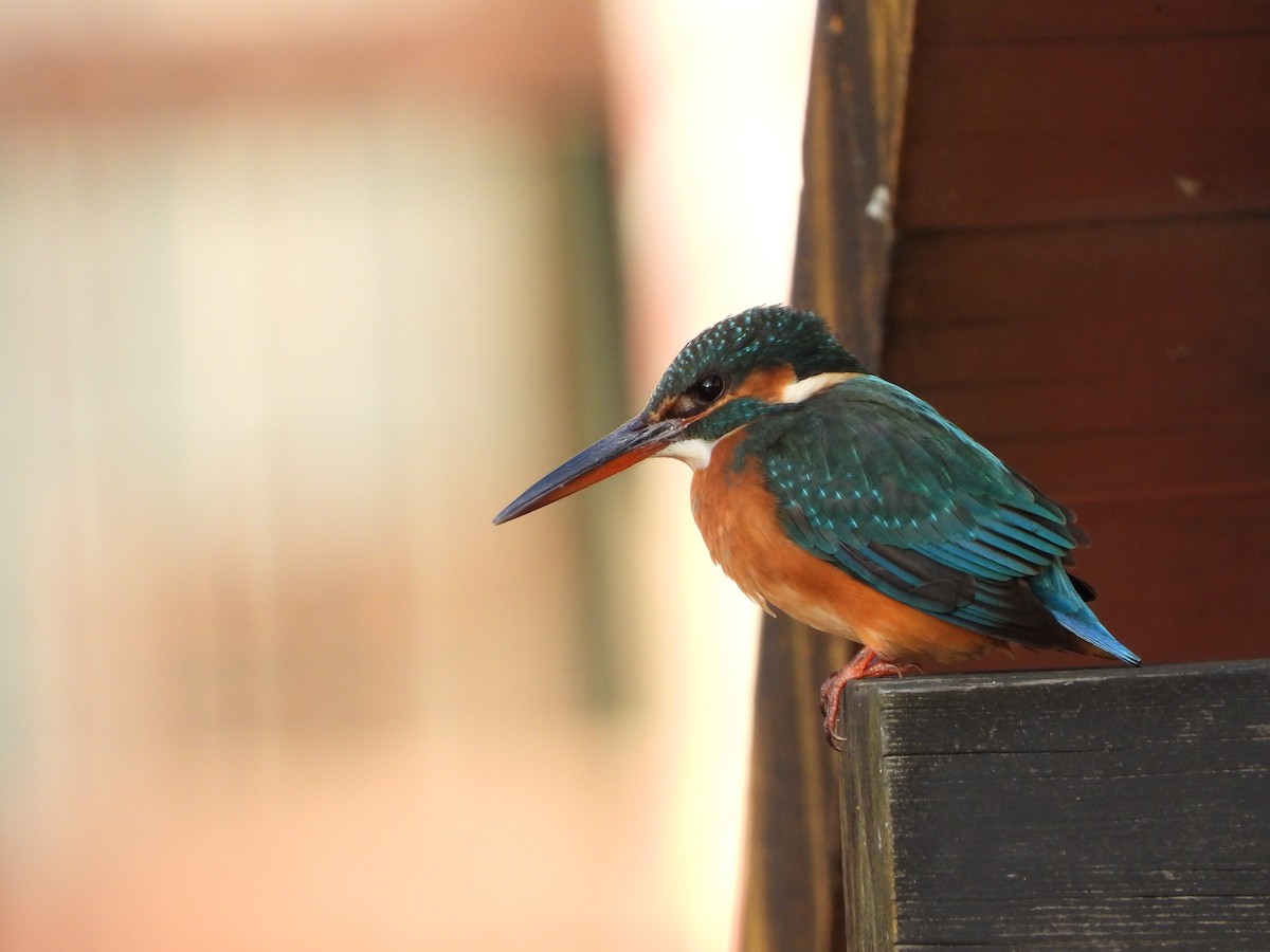 isfugl - ML646788795