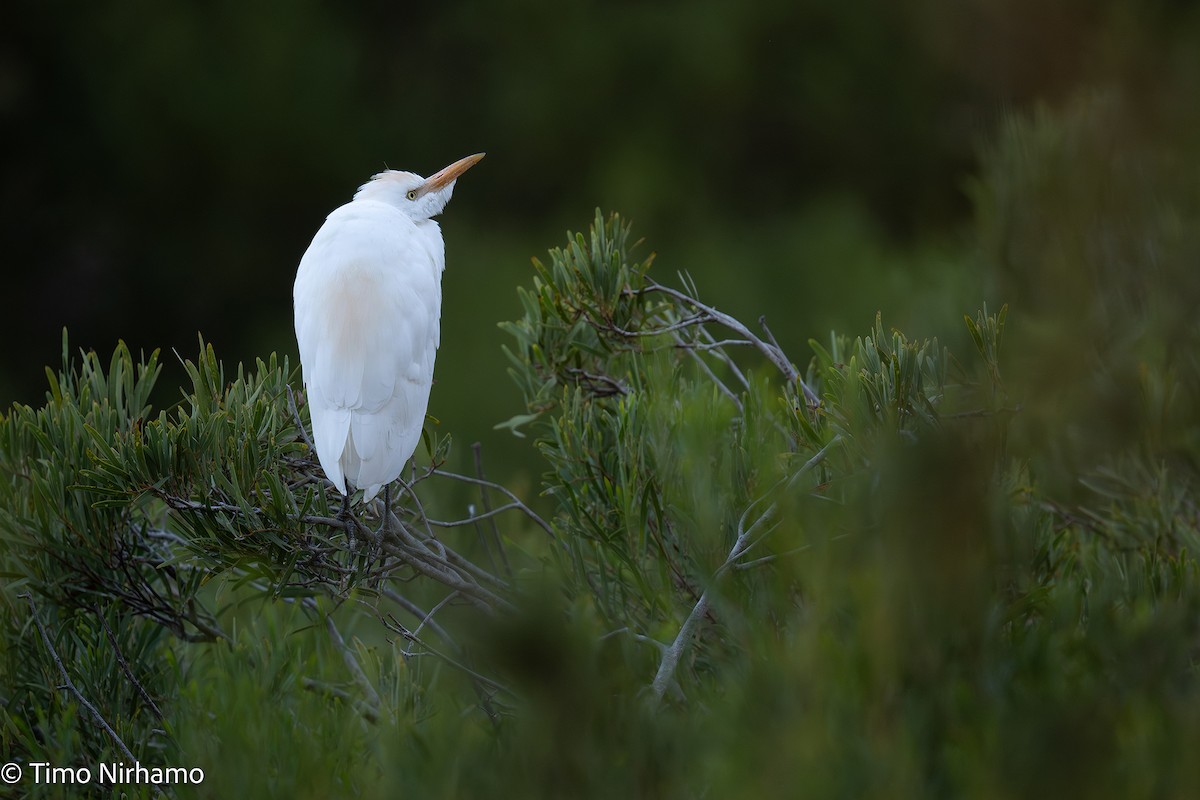 Western Cattle-Egret - ML646788796