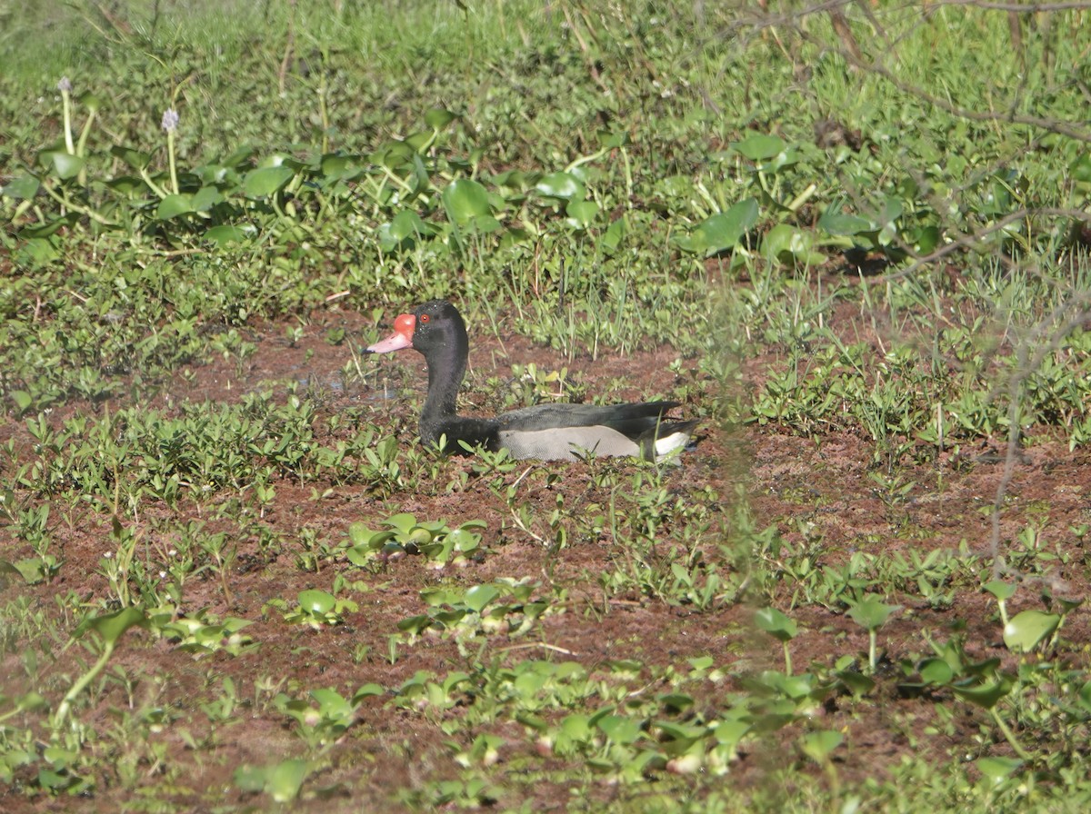 Rosy-billed Pochard - ML646788797