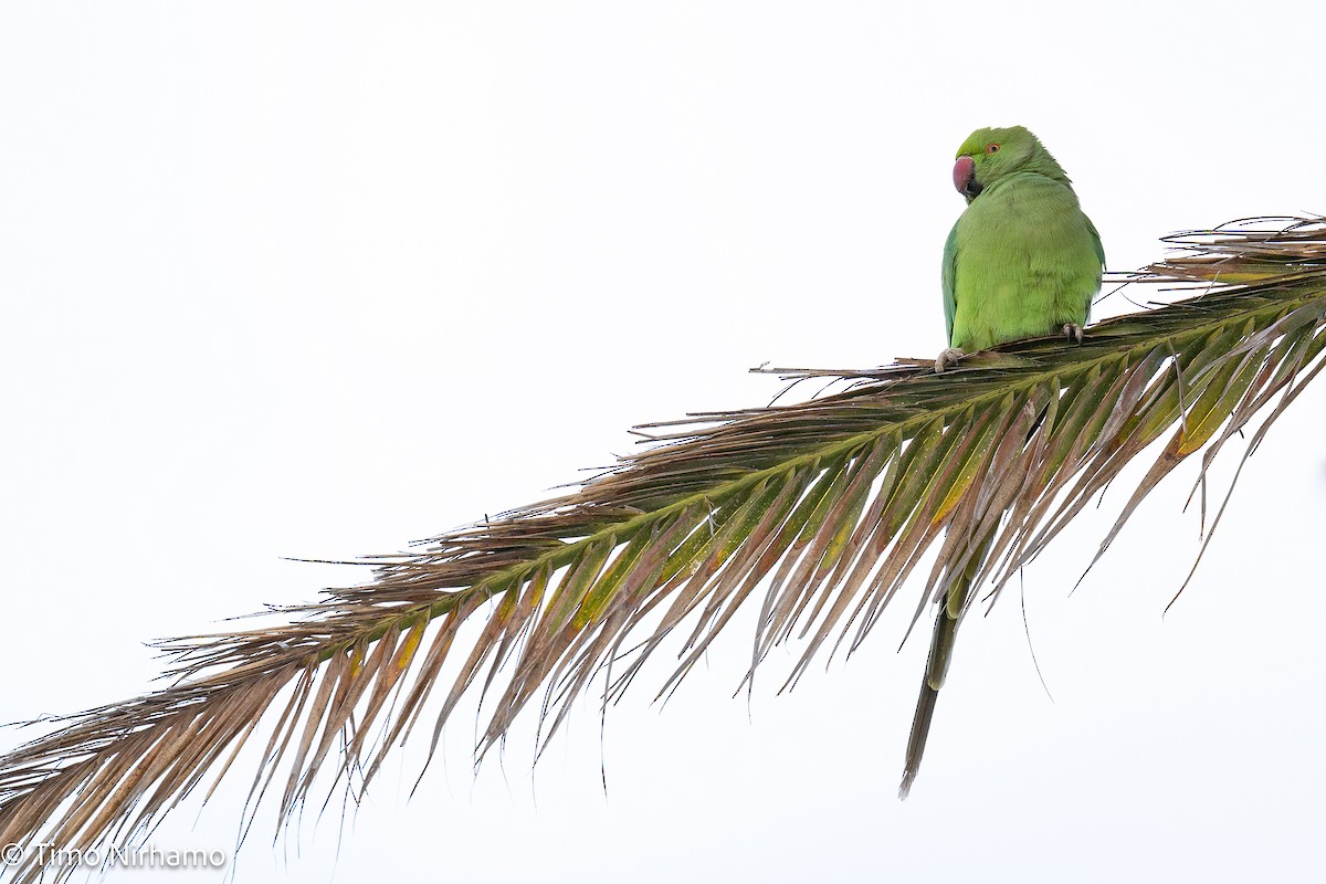 Rose-ringed Parakeet - ML646788798